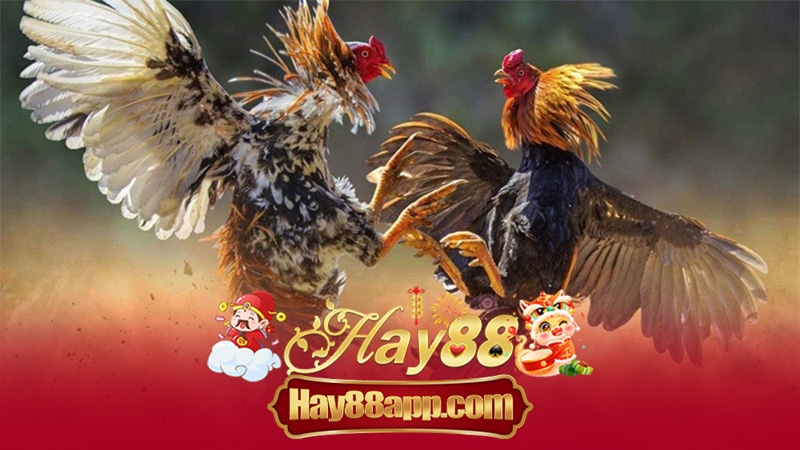 Hướng Dẫn Xem Đá Gà Trực Tuyến Hay88 – Thưởng Màn Đấu Đỉnh Cao, Trải Cảm Giác Sòng Thật